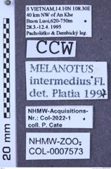 Etiketten zu Melanotus intermedius (NHMW-ZOO-COL-0007573)